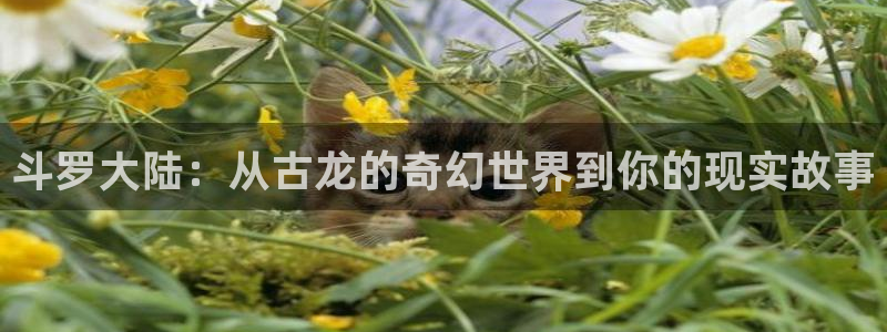 动漫天堂cc